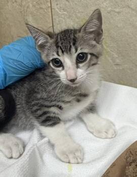 Lato -  Domestic Short Hair Cat for Adoption in Honolulu, Hawaii - Lato | PetCurious