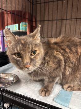 Rescue Domestic Short Hair Cats for Adoption in Hudson, New York - Francesca | PetCurious