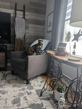 Domestic Short Hair Cats Available for Adoption - Smores | PetCurious