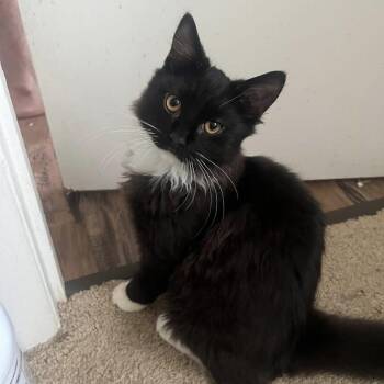 Domestic Medium Hair Cats Available for Adoption - Mr Atty | PetCurious