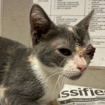 Tulipan -  Domestic Short Hair Cat for Adoption in Yuma, Arizona - Tulipan | PetCurious