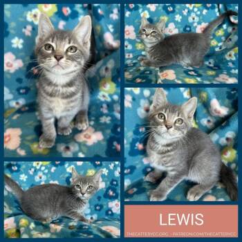 Domestic Short Hair Cats Available for Adoption in Corpus Christi, Texas - Lewis | PetCurious