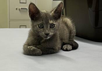 Shasta -  Dilute Tortoiseshell and Domestic Short Hair Cat for Adoption in Hammond, Louisiana - Shasta | PetCurious