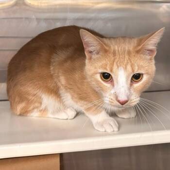 Brule -- Bonded Buddy With Squee -  Domestic Short Hair Cat for Adoption in Des Moines, Iowa - Brule -- Bonded Buddy With Squee | PetCurious