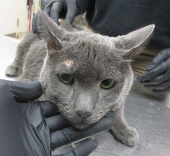 Domestic Short Hair Cats Available for Adoption - Indigo(695) | PetCurious