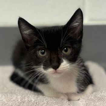 Oopsey -  Domestic Short Hair Cat for Adoption in Sarasota, Florida - Oopsey | PetCurious