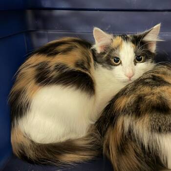 Poppy -  Domestic Medium Hair Cat for Adoption in Birmingham, Alabama - Poppy | PetCurious