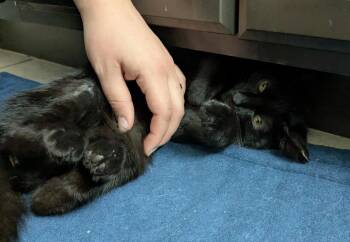 Coustas Lighthouse -  Domestic Short Hair Cat for Adoption in Chandler, Arizona - Coustas Lighthouse | PetCurious
