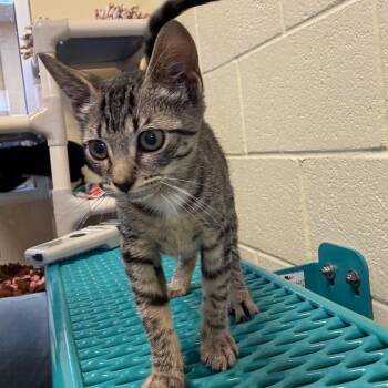 Chipmunk -  Domestic Short Hair Cat for Adoption - Chipmunk | PetCurious