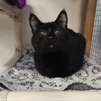 Domestic Short Hair Cats Available for Adoption - Raven | PetCurious
