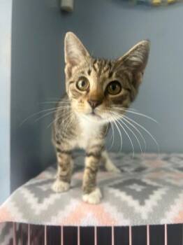 Beanie -  Domestic Short Hair Cat for Adoption in Lovingston, Virginia - Beanie | PetCurious