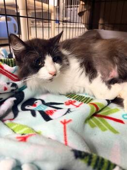 Chippy -  Domestic Short Hair Cat for Adoption in Huntington, Indiana - Chippy | PetCurious