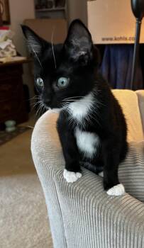 Coupe -  American Shorthair Cat for Adoption in Meeker, Oklahoma - Coupe | PetCurious