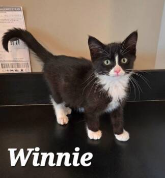 Winnie -  Domestic Short Hair Cat for Adoption in Sidney, Ohio - Winnie | PetCurious