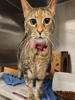 Rescue Domestic Short Hair Cats for Adoption in St. Louis, Missouri - AVA | PetCurious