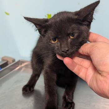 Morticia -  Domestic Short Hair Cat for Adoption in Jefferson City, Tennessee - Morticia | PetCurious