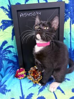 Xena -  Domestic Short Hair Cat for Adoption in Lake Monroe, Florida - Xena | PetCurious