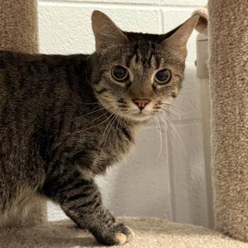 Siamese Cats Available for Adoption in South Elgin, Illinois - Mia | PetCurious