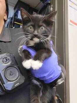 MITTENS -  Domestic Short Hair Cat for Adoption in Burbank, California - MITTENS | PetCurious