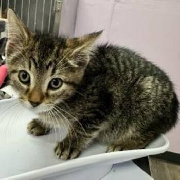 Jerry -  Domestic Short Hair Cat for Adoption in Grinnell, Iowa - Jerry | PetCurious