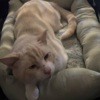 Castle -  Siamese Cat for Adoption in Long Beach, California - Castle | PetCurious