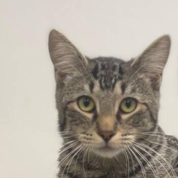 Domestic Short Hair Cats Available for Adoption in Corpus Christi, Texas - Roddy | PetCurious