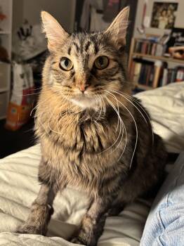 Jadis -  Tabby Cat for Adoption in Albuquerque, New Mexico - Jadis | PetCurious