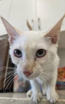 Ruby -  Domestic Short Hair Cat for Adoption in Schenectady, New York - Ruby | PetCurious