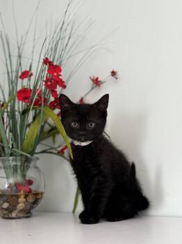 Neptune -  Domestic Short Hair Cat for Adoption in Syosset, New York - Neptune | PetCurious