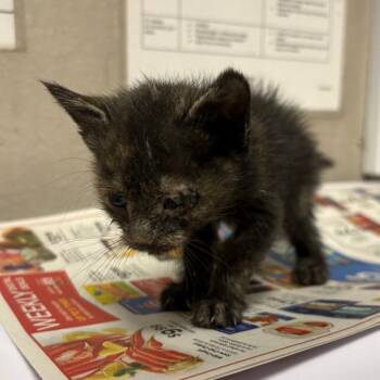 Bat -  Domestic Short Hair Cat for Adoption in Yuma, Arizona - Bat | PetCurious