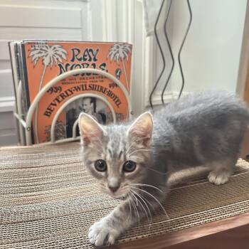 Tomato Tommy -  Domestic Short Hair Cat Available for Adoption in Philadelphia, Pennsylvania - Tomato Tommy | PetCurious
