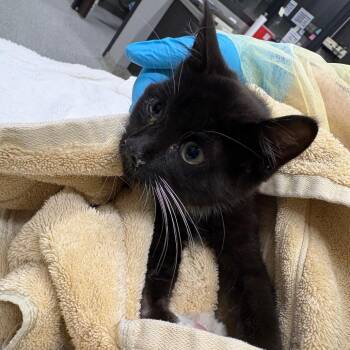 Chidi -  Domestic Short Hair Cat for Adoption in Oak Park, Illinois - Chidi | PetCurious