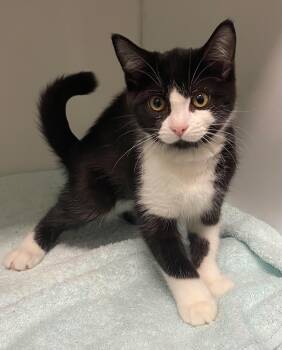 Domestic Short Hair Cats Available for Adoption in Delson, Quebec - Kalie | PetCurious