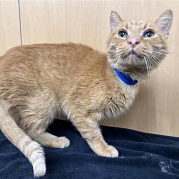 Kerfuffle -  Domestic Short Hair Cat for Adoption in Brentwood, Missouri - Kerfuffle | PetCurious