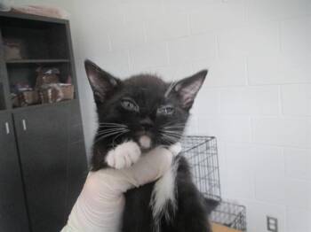 A383017 -  Domestic Short Hair Cat for Adoption in Ocala, Florida - A383017 | PetCurious