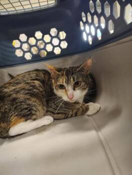 BONNIE -  Domestic Short Hair Cat for Adoption - BONNIE | PetCurious