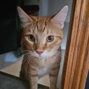 Rescue Domestic Short Hair Cats for Adoption in Lyle, Minnesota - Tiger | PetCurious