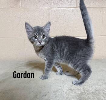 Gordon -  Domestic Short Hair Cat for Adoption in Clearfield, Kentucky - Gordon | PetCurious
