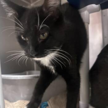 Charlie -  Domestic Short Hair Cat for Adoption in Lakeland, Florida - Charlie | PetCurious