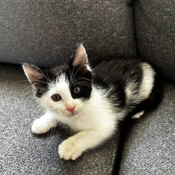 Henry Van Byssum -  Domestic Short Hair Cat for Adoption in Morrison, Colorado - Henry Van Byssum | PetCurious