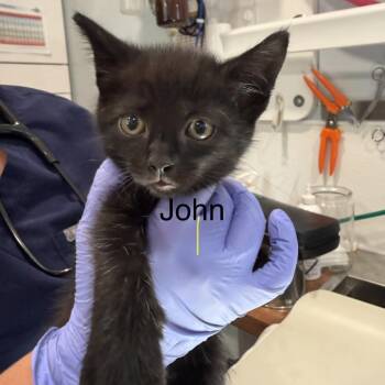 John -  Domestic Short Hair Cat for Adoption in Scituate, Massachusetts - John | PetCurious