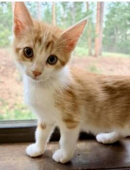 SORBET -  Domestic Medium Hair Cat for Adoption in Broomfield, Colorado - SORBET | PetCurious