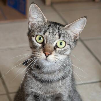Angelfish -  Domestic Short Hair Cat for Adoption in Port Washington, New York - Angelfish | PetCurious