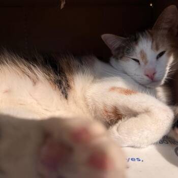 Kahlua -  Domestic Short Hair Cat for Adoption in Salt Lake City, Utah - Kahlua | PetCurious