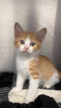 Rusty -  Domestic Short Hair Cat for Adoption in Republic, Missouri - Rusty | PetCurious
