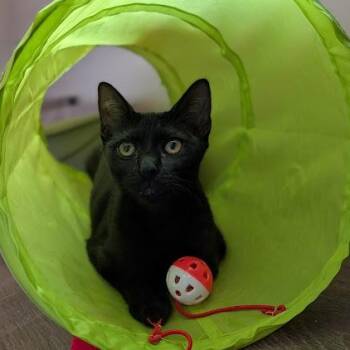 Vanilla -  Domestic Short Hair Cat for Adoption in Waynesville, North Carolina - Vanilla | PetCurious