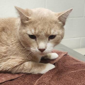 Noodles -  Domestic Short Hair Cat for Adoption in Murray, Utah - Noodles | PetCurious