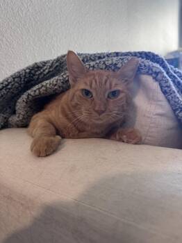 Figgy Spector -  Domestic Short Hair Cat for Adoption in Chandler, Arizona - Figgy Spector | PetCurious