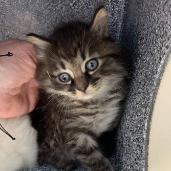 Domestic Medium Hair Cats Available for Adoption in Buchanan Dam, Texas - HILL-Stray-14238 | PetCurious