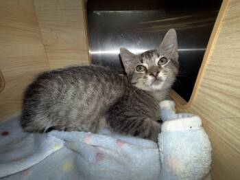 Rescue Domestic Short Hair Cats for Adoption in Clarksville, Tennessee - Evercrisp | PetCurious